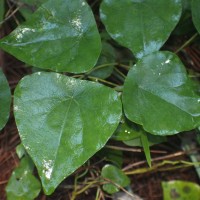 <i>Stephania japonica</i>  (Thunb.) Miers